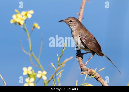 Little Rush Warbler (Bradypterus baboecala baboecala), Strandfontein ...