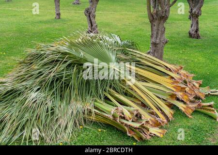 Old cut palm leaves lying on the green grass. Stock Photo