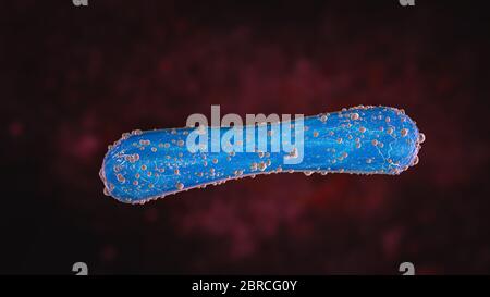 Science Photo of bacteria Corynebacterium is a genus of bacteria that are Gram-positive and aerobic. They are bacilli, and in some phases of life they Stock Photo