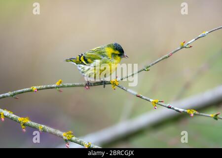 Male black-headed goldfinch sitting on a twig Stock Photo