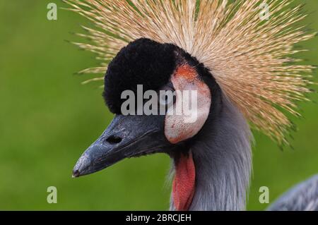The head of a crowned crane Stock Photo