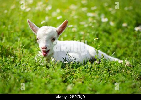 White little goat resting on green grass with daisy flowers on a sunny day Stock Photo