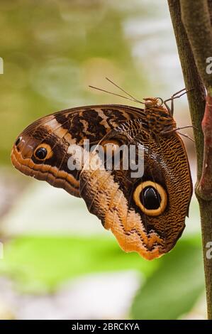 A banana butterfly on a tree Stock Photo