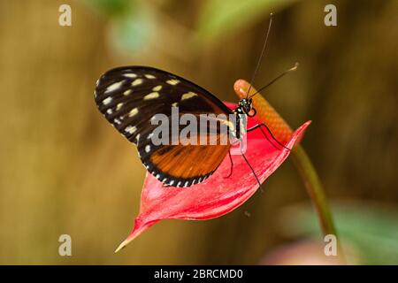 A tiger passion flower butterfly on a flower