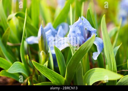 Beautiful blue dwarf iris (Iris pumila). Natural background Stock Photo