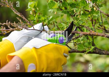 Spring pruning roses in the garden, gardener's hands with secateur Stock Photo