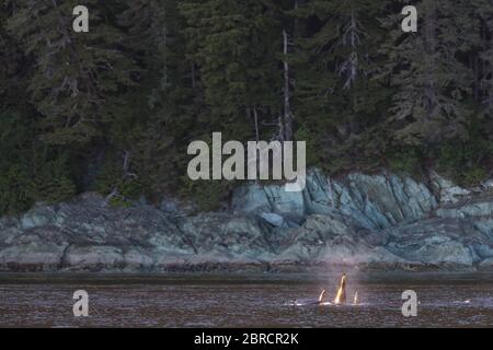 Stephens Passage in Southeast Alaska, USA, is a good place to see killer whale pods, or orca, Orcinus orca. Stock Photo