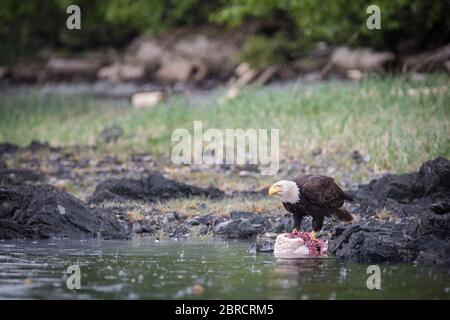 In Southeast Alaska, bald eagle, Haliaeetus leucocephalus, and other wildlife in the Blashke Islands appeal to adventureres on a small ship cruise. Stock Photo
