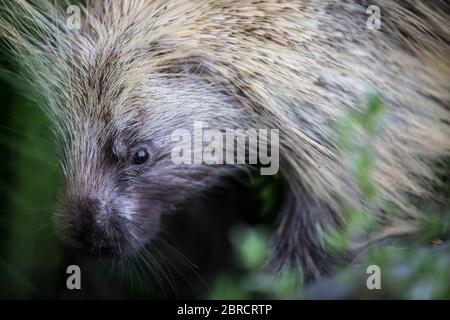 Glacier Bay National Park, Southeast Alaska, USA is home to scenic forest views and wildlife like North American porcupine, Erethizon dorsatum. Stock Photo