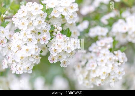 Midland hawthorn white flowering tree Stock Photo Alamy