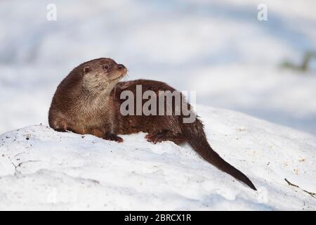 Eurasian otter (Lutra lutra) in snow, captive, Bavarian Forest National Park, Bavaria, Germany, Europe Stock Photo