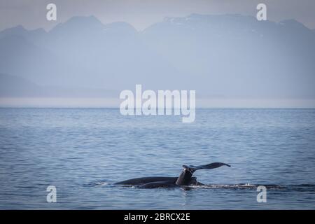 Frederick Sound in the Inside Passage is a popular spot to watch Humpback whale,  Megaptera novaeangliae, Frederick Sound,  Alaska, USA. Stock Photo