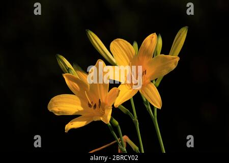 Yellow daylily (Hemerocallis lilioasphodelus), flowering, flower, dark background, perennial plant, Germany Stock Photo