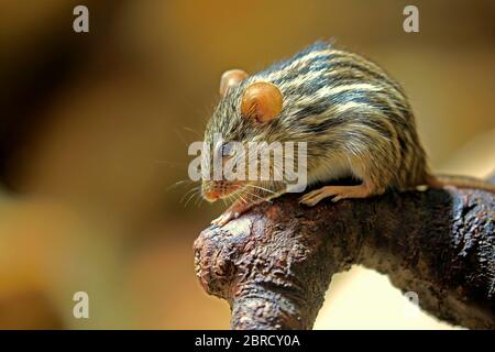 Striped mouse (Lemniscomys barbarus), adult, on branch, watchful, captive, Switzerland Stock Photo