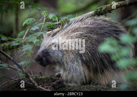 Glacier Bay National Park, Southeast Alaska, USA is home to scenic forest views and wildlife like North American porcupine, Erethizon dorsatum. Stock Photo