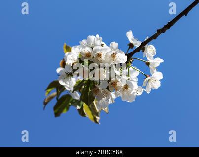 Sunlight blooming branch of fruit tree at sunny day on blue background. Flowering plant in the rose family Rosaceae, genus Prunus. Wild cherry. Stock Photo