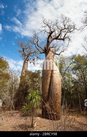 Baobabs in love, Fony Baobab (Adansonia rubrostipa), Menabe region, Madagascar Stock Photo