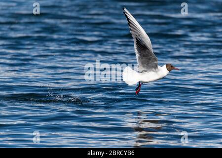 Black-headed gull (Larus ridibundus) takes off from the water, Northern Urland eystra, Iceland Stock Photo