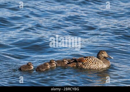Common eider (Somateria mollissima), adult female with chicks swimming in the water, Northern Urland eystra, Iceland Stock Photo
