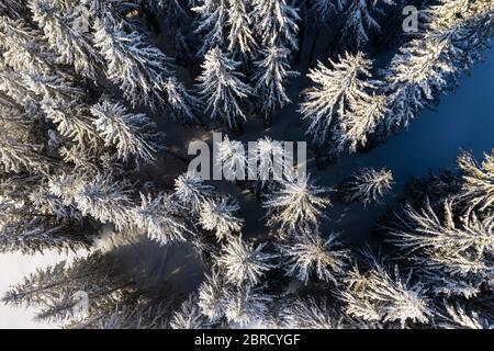 Snow-covered trees, spruce forest from above with snow in winter, aerial view, Brixen im Thale, Tyrol, Austria Stock Photo