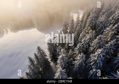 Snow-covered trees on a mountain slope, spruce forest from above with snow in winter, aerial view, Brixen im Thale, Tyrol, Austria Stock Photo