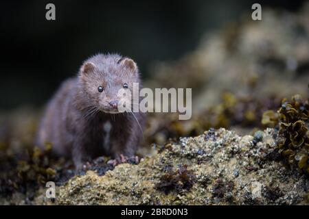 An inquisitive American mink, Neovison vison, checks out tourists on a skiff tour around rocky shore of Keku Islands, Southeast Alaska, USA. Stock Photo