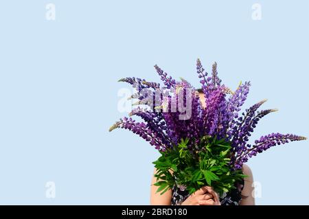 A large bouquet of flowers is held in the hands of a girl. Purple lupines on a blue background. Banner space for text. Gift, Holiday, Florist, Discoun Stock Photo