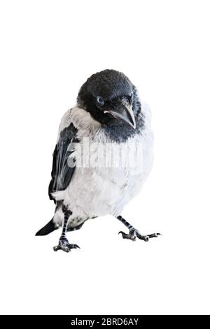 Crow chick stands on its feet  isolated on white background Stock Photo