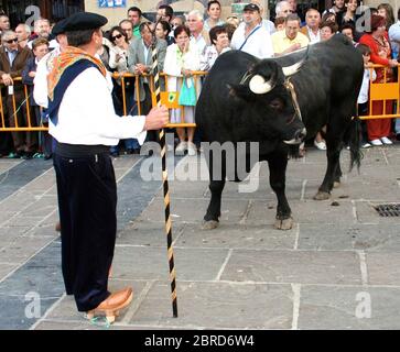 Fiestas of San Mateo (translates as Parties of saint Matthew) Black bull with men in traditional costume and crowd looking on Reinosa Spain 2009 Stock Photo