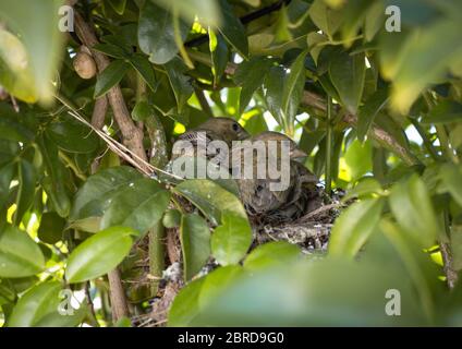 Three almost adult sparrow chicks in the nest of a tree. Spanish sparrow chicks that will be ready to leave the nest in a few days. Stock Photo