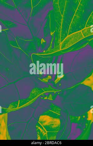 Neon ficus plant close up. Green, magenta and yellow colors. Macro leaves as creative pattern background. Art idea concept. Psychodelic abstract mood Stock Photo