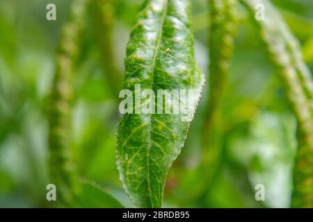 Taphrina deformans, peach leaf curl Stock Photo