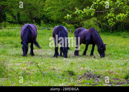 Three black Merens horses, Ariege, French Pyrenees, Pyrenees, France Stock Photo