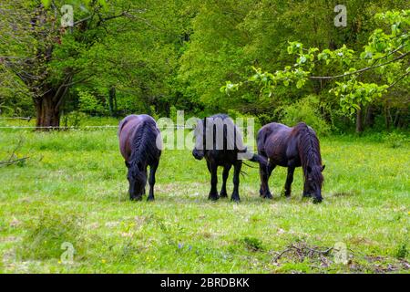 Three black Merens horses, Ariege, French Pyrenees, Pyrenees, France Stock Photo