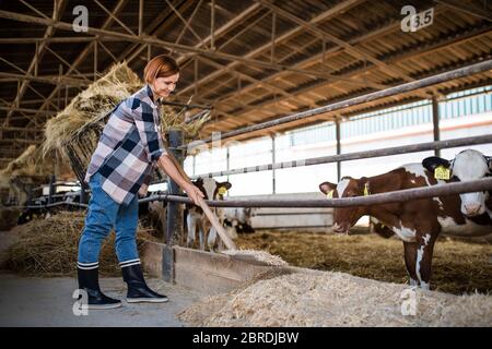 Woman worker with hay working on diary farm, agriculture industry. Stock Photo