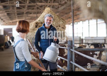Man and woman workers working on diary farm, agriculture industry. Stock Photo
