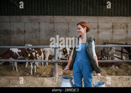 Woman worker with cans working on diary farm, agriculture industry. Stock Photo