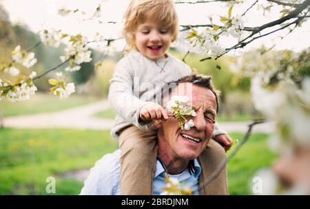 Senior grandfather with toddler grandson standing in nature in spring. Stock Photo