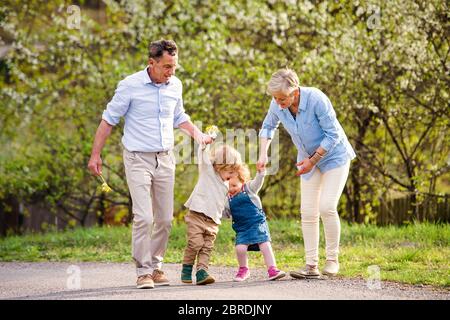 Senior grandparents with toddler grandchildren walking in nature in spring. Stock Photo