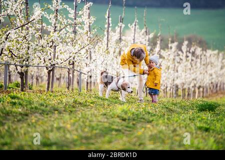 Front view of senior grandmother with granddaughter walking in orchard in spring. Stock Photo