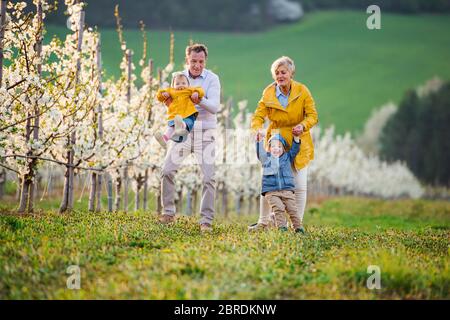 Senior grandparents with toddler grandchildren walking in orchard in spring. Stock Photo