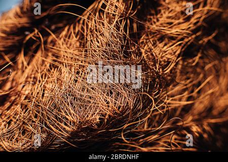 Copper scrap metal, wire, windings of motors and transformers, electrical wire without insulation. Against the background of a copper sheet. Close-up. Stock Photo