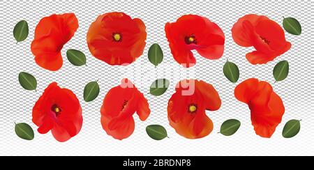 Red flowers poppies with green leaf. Different red poppies on transparent background. Realistic beautiful flower. 3d Vector illustration Stock Vector