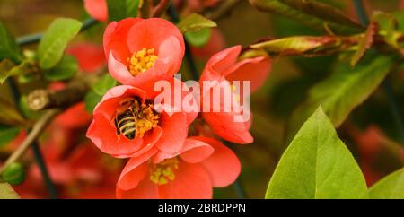 Honey bee collecting nectar from red flower. Important for environment ecology sustainability. Stock Photo