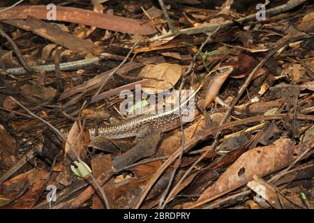 Madagascar girdled lizard or Madagascar plated lizard (Zonosaurus madagascariensis), dead leaves in rainforest, Nosy Komba Island, Madagascar. Stock Photo