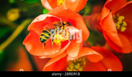 Honey bee collecting nectar from red flower. Important for environment ecology sustainability. Stock Photo