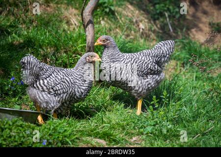 Young Amrock roosters Stock Photo