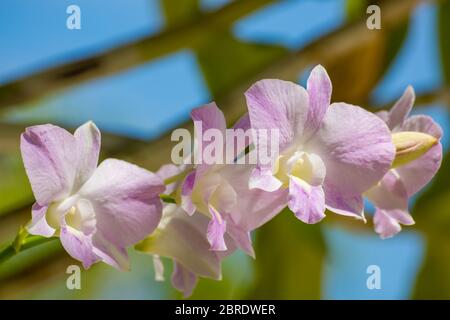 Exotic orchid flower in garden at summer or spring day for wedding, Romance, honeymoon postcard beauty and agriculture idea concept design. Stock Photo