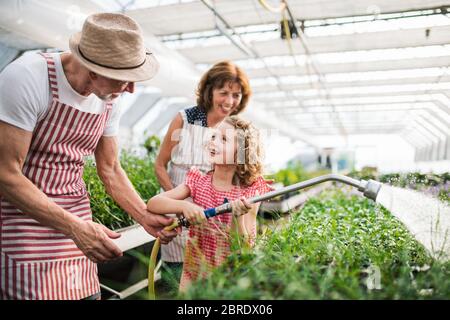 Small girl with senior grandparents watering plants in the greenhouse. Stock Photo