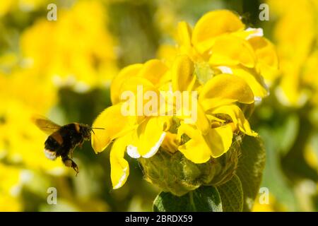 Lyme Regis, Dorset, UK.  21st May 2020.  UK Weather.  A bumble bee collecting nectar from flowers in Langmoor Gardens at the seaside resort of Lyme Regis in Dorset on a scorching hot morning.  Picture Credit: Graham Hunt/Alamy Live News Stock Photo